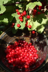 Red currants.